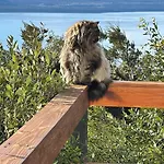 Cabana De Montana En Cerro Otto Con Increible Vista Al Lago