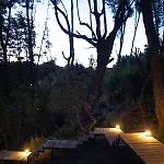 Bosque Cipreses Sur