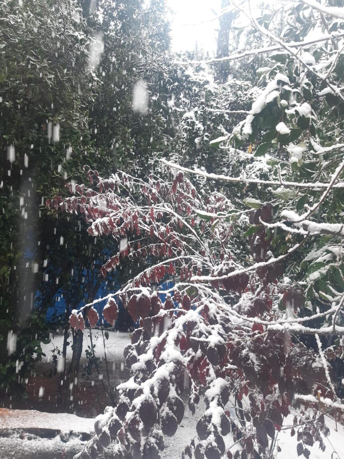 Casita Azul *