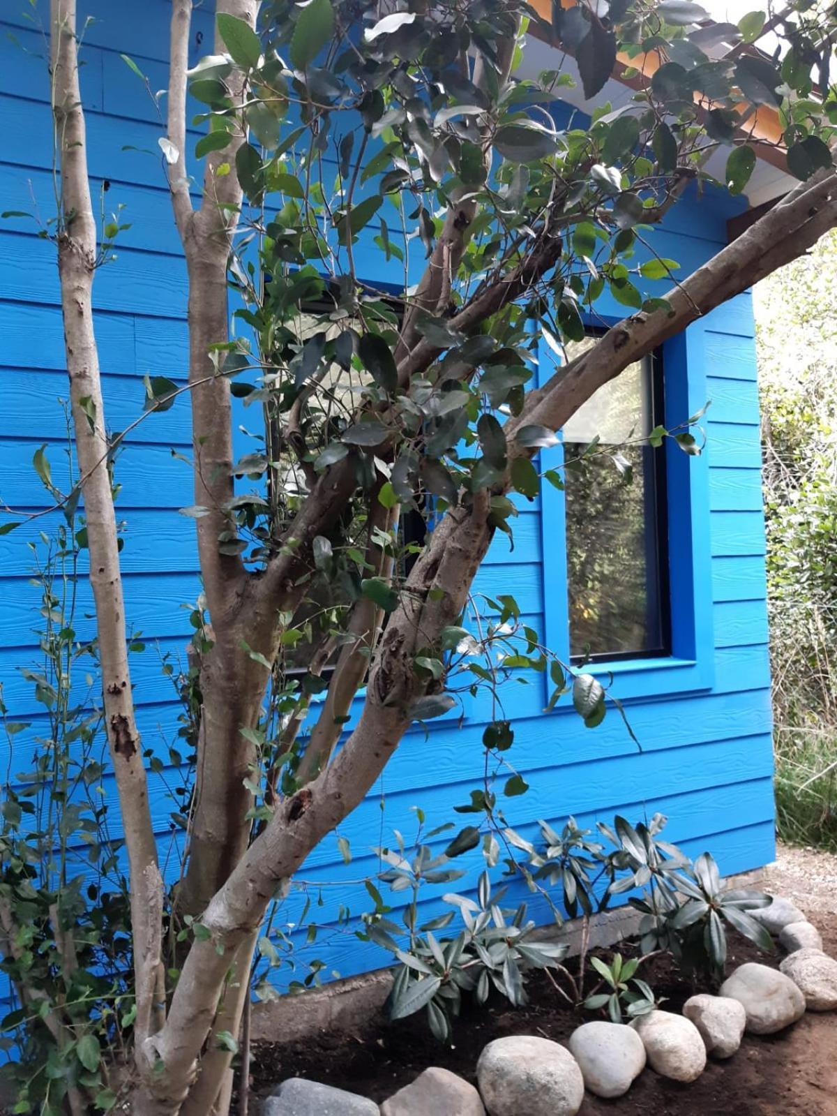Casita Azul *