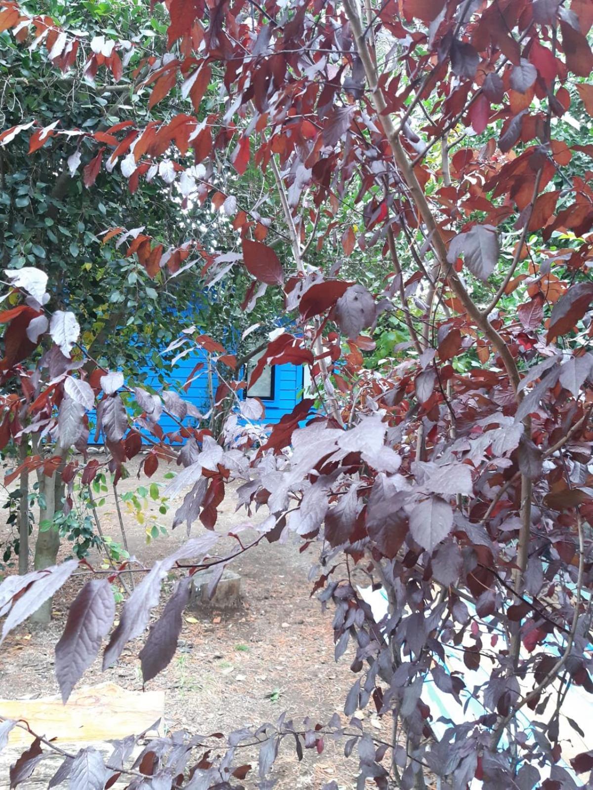 Casita Azul