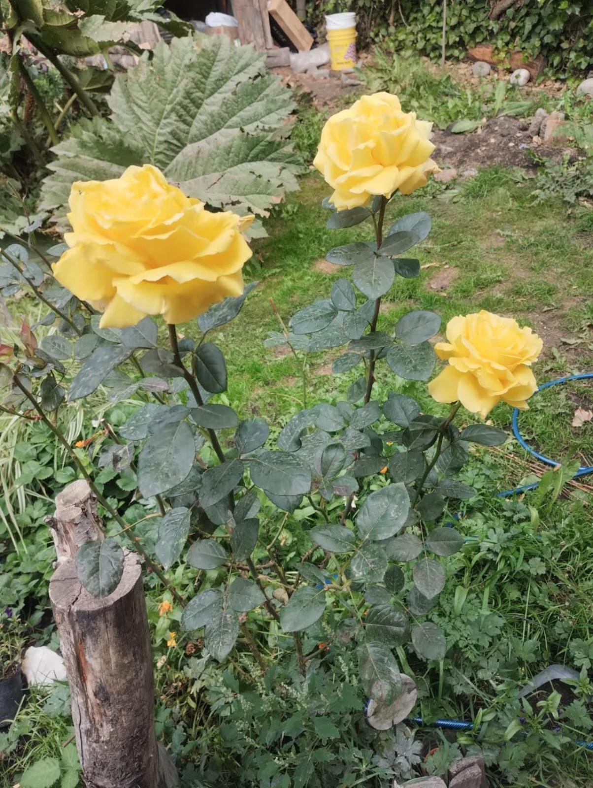 La Loisa - & Homestay San Carlos de Bariloche