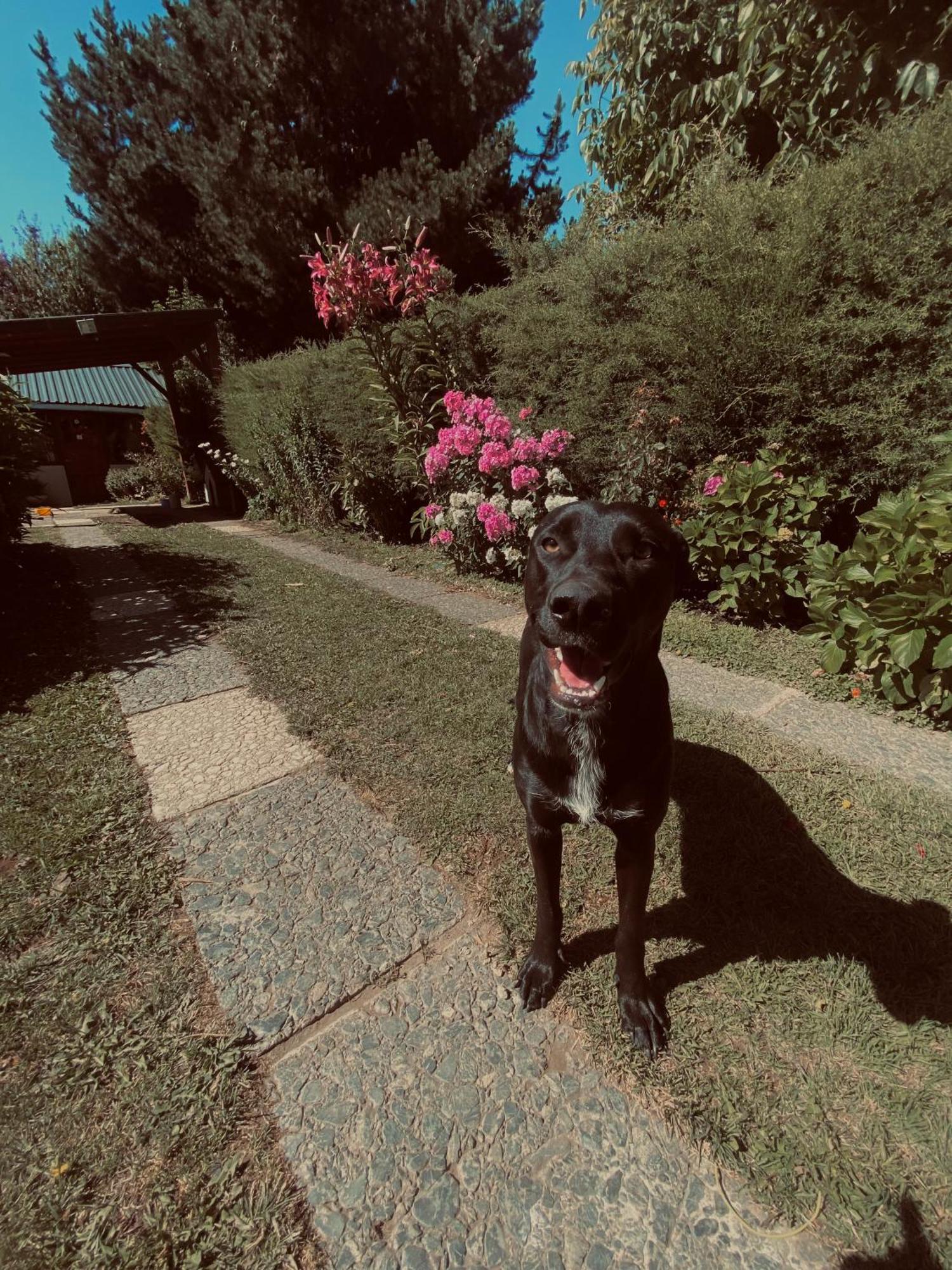 La De Olivia Y Frodo